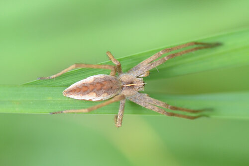 European Nursery Web spider
