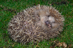 Amur Hedgehog photo 2