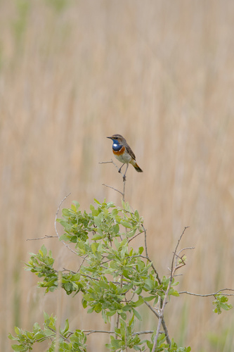 White-spotted Bluethroat