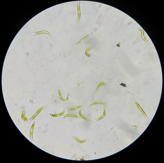 Euglena mutabilis