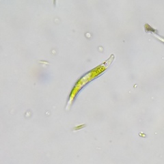 Euglena mutabilis