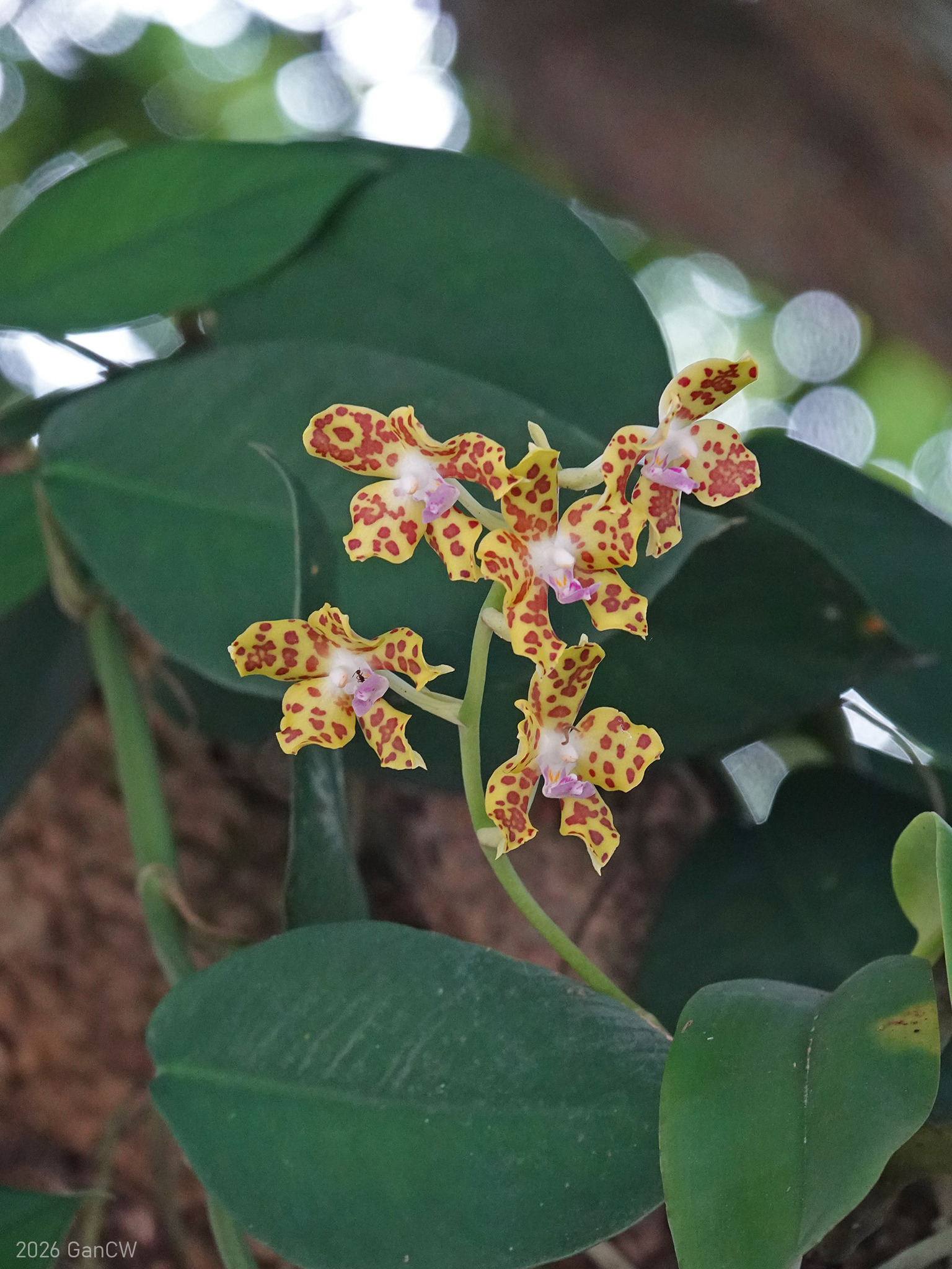 Phalaenopsis hygrochila (Phalaenopsis hygrochila)
