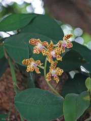 Vandopsis parishii (Vandopsis parishii)