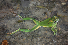 Blanford's Whipping Frog photo 2