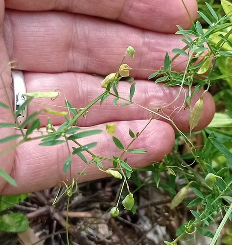 Lentil Vetch