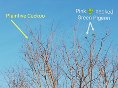 Cacomantis merulinus