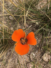 Calochortus kennedyi