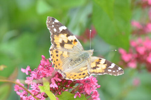 Painted Lady