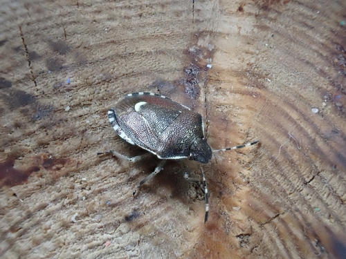 Holcostethus sphacelatus