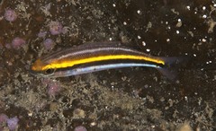 Pentapodus paradiseus