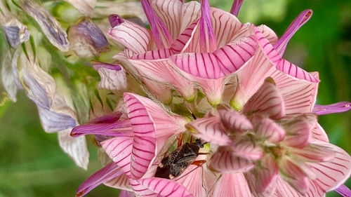 Closterotomus biclavatus