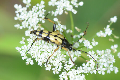 Spotted Longhorn Beetle