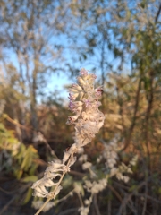 Condea