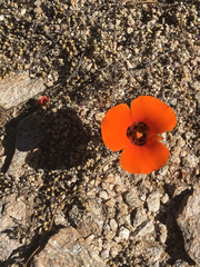 Calochortus kennedyi kennedyi