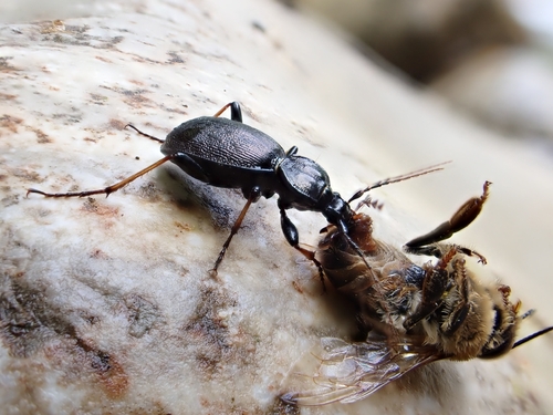 Cychrus attenuatus
