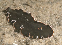 Callioplana marginata