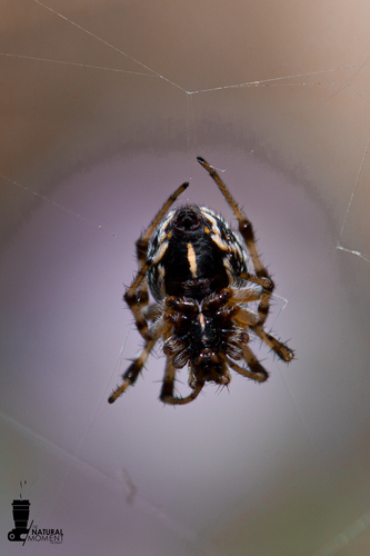 Metepeira galatheae