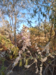 Condea