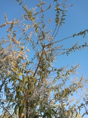 Condea