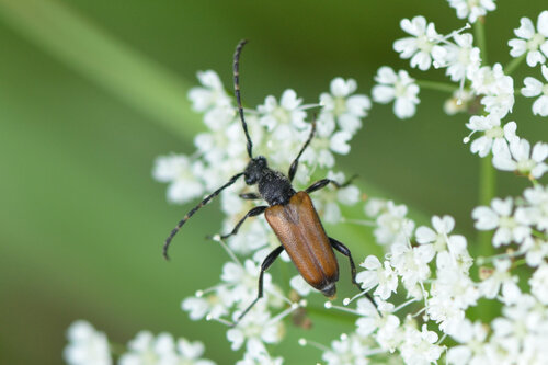 Paracorymbia maculicornis