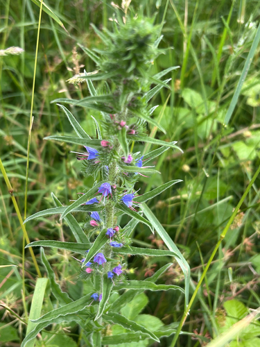 viper's-bugloss
