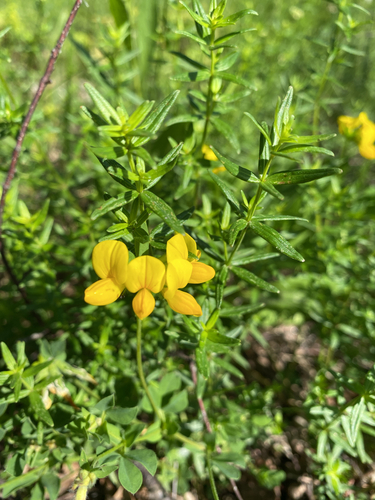 bird's-foot trefoil