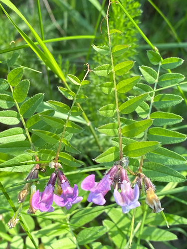 Bush Vetch