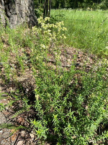 Northern Bedstraw