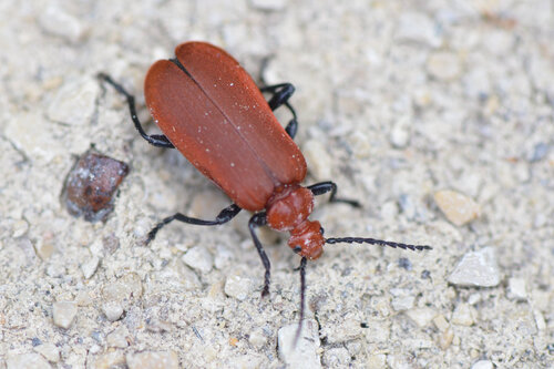 Common Cardinal Beetle