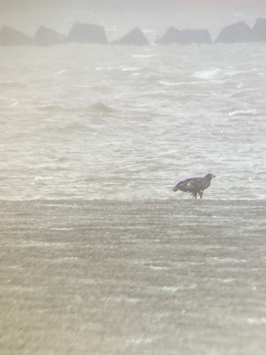 White-tailed Eagle