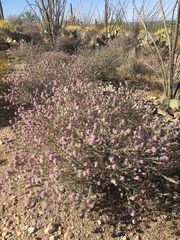 Dalea pulchra