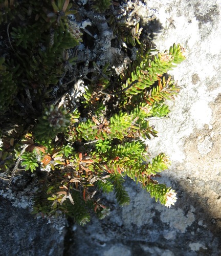 Staavia pinifolia (Staavia pinifolia)