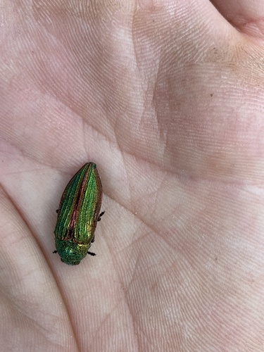 Golden Buprestid Beetle