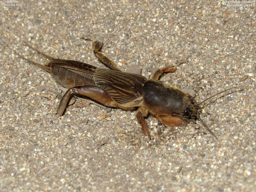 Oriental Mole Cricket photo 4