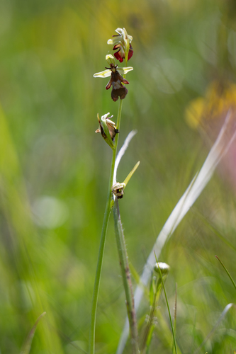 Fly Orchid