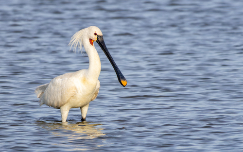 Espátula común (Platalea leucorodia)