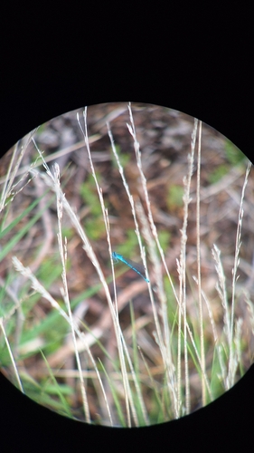 Azure Damselfly