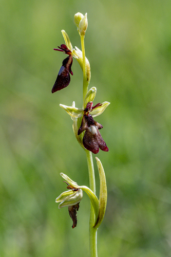 Fly Orchid
