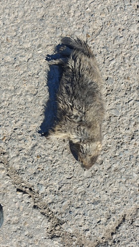 Bobak Marmot