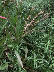 Rumex floridanus