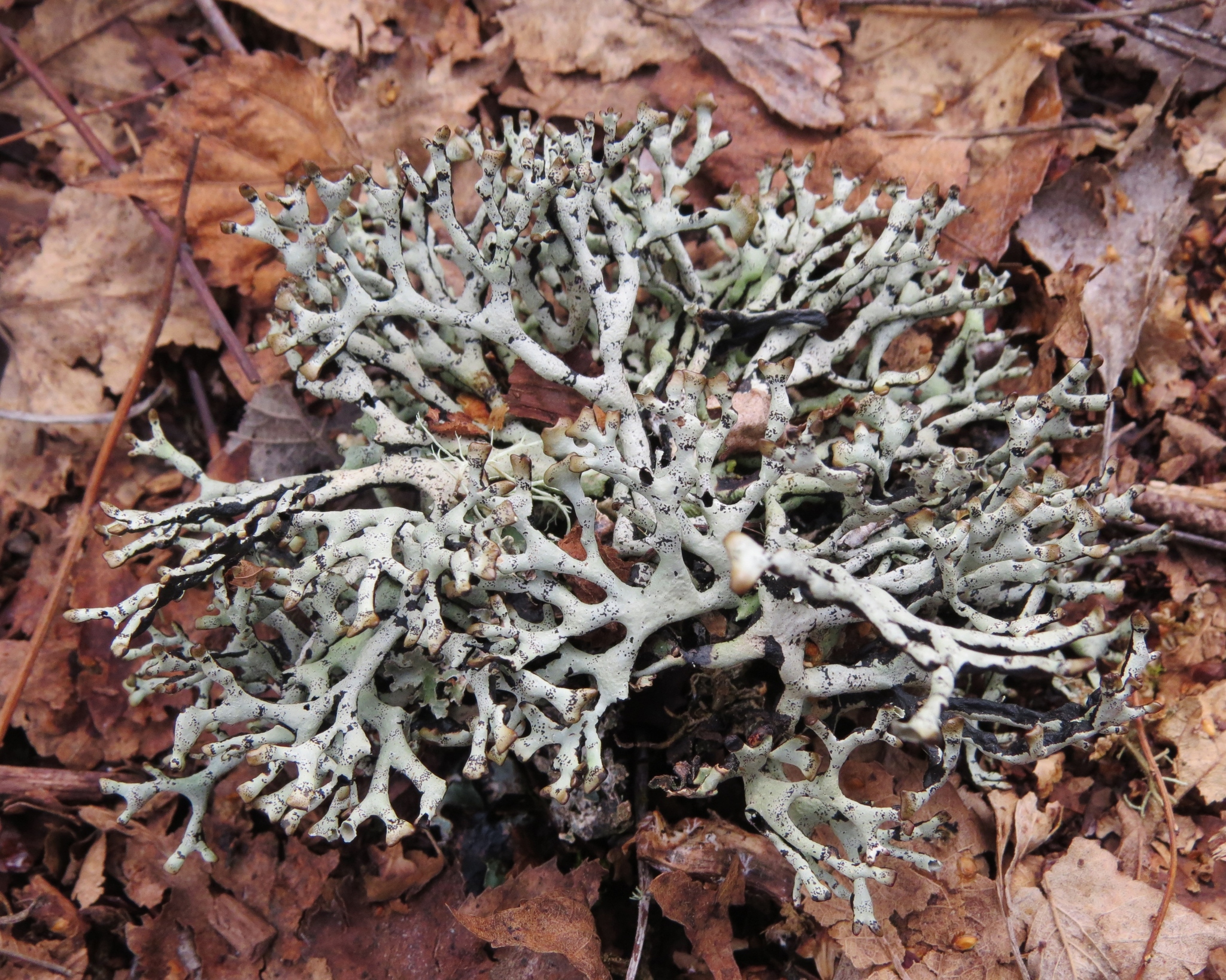 Hypogymnia imshaugii image