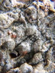 Pertusaria paratuberculifera