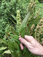 Rumex floridanus