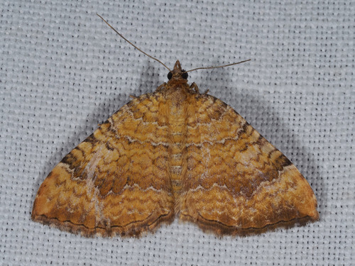 Yellow Shell Moth