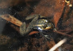 Lithobates virgatipes