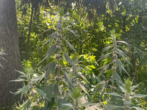 five-bladed motherwort