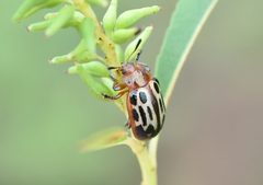 Chrysomela texana