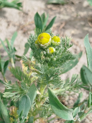 pineapple-weed