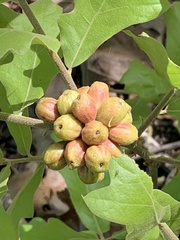 Andricus quercusformosus