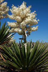 Yucca faxoniana